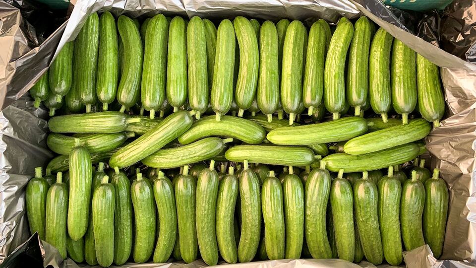 Pepino fresco recién cosechado, listo para proceso.