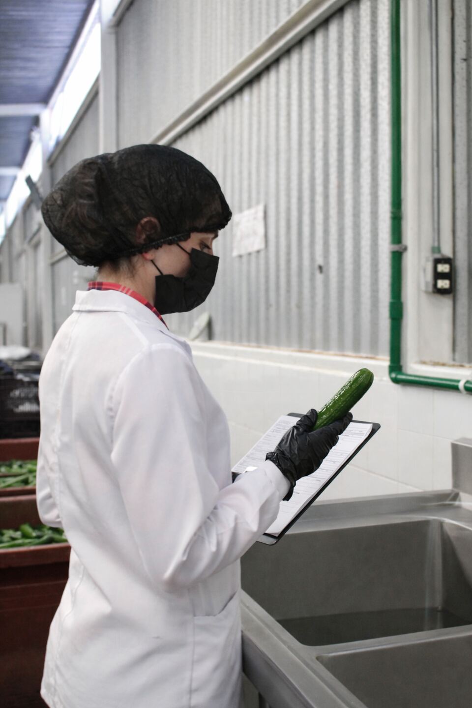 Inspección de calidad de pepino fresco antes de proceso, con checklist en mano.